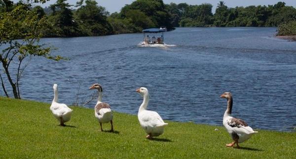 Flat - Do Bosque Eco